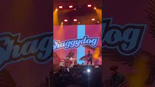 Download lagu Shaggydog - Kembali berdansa mp3