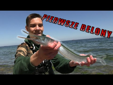 ŁOWIMY BELONY NAD MORZEM !