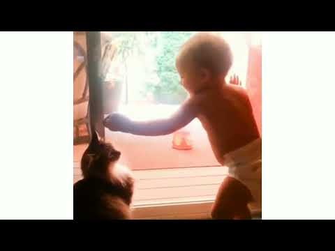 Cat Fight With baby
