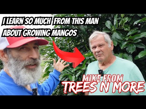 Best Mango Varieties & How to Trim Them