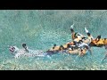 Wild Dogs Get Revenge On Leopard That Caught A Puppy