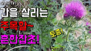 죽어가는 간세포를 재생~ 간을 지키는 흔한약초 봄나물 밀크씨슬 토종 엉겅퀴효능 고혈압 간경화 간염 혈액순환 …