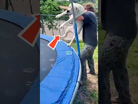Ne laisse jamais ton chien monter sur un trampoline #shorts