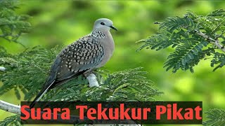 Download lagu suara pikat tekukur ampuh FULL DURASI TANPA IKLAN #pikat_tekukur # Suaratekukur #Pikat_tekukur mp3