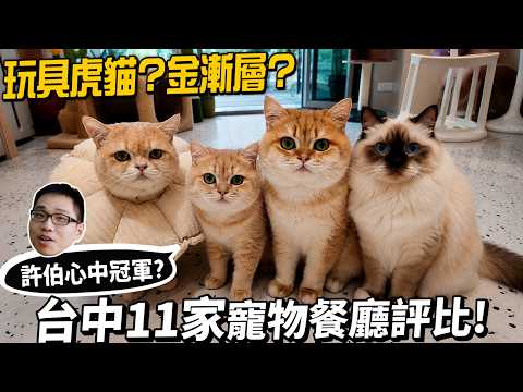 玩具虎貓？金漸層？連吃台中11家寵物餐廳評比！許伯心中冠軍？【許伯簡芝】