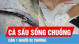 Tây Ninh: Cá sấu sổng chuồng cắn 1 người bị thương