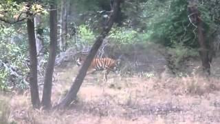 preview picture of video 'Tiger sighting on Safari in India'