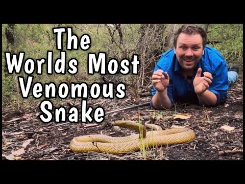 Inland Taipan Vs Belchers Sea Snake - Who is the worlds most venomous snake?
