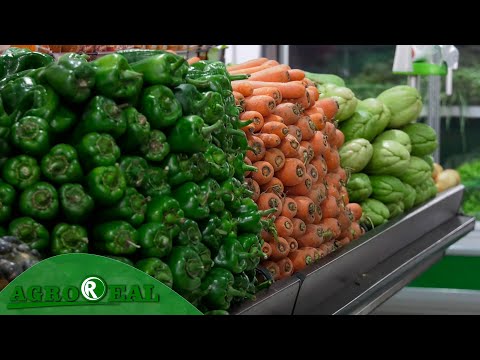 Preço das hortaliças registra queda nesta semana