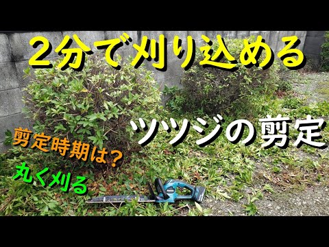 美しい自然の生垣を作るためにどの種類の低木の生垣をトリミングするかの期間