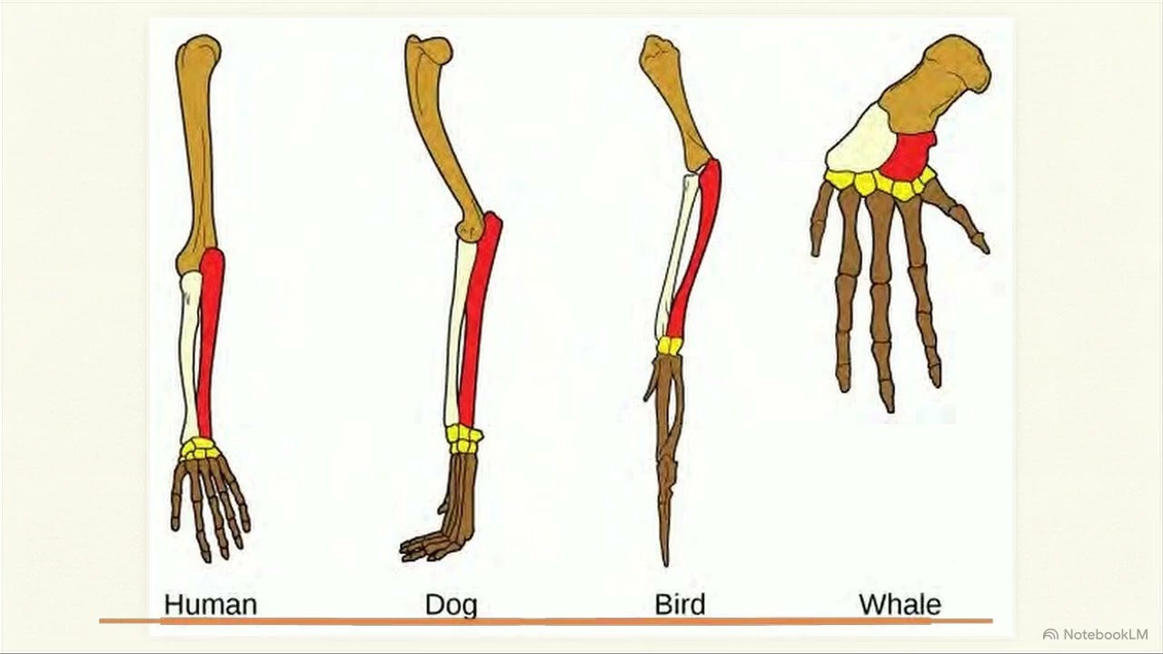Understanding Evolution