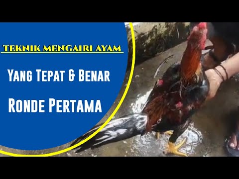 Cara Mengairi Ayam yang Baik dan Benar di Ronde Pertama