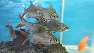 preview picture of video 'Ranchi Jharkhand Best Aquarium shop Hatia....'