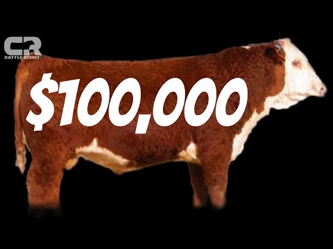 💲💲 $100,000 Holden Herefords 2021 Annual Production...