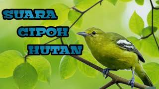 Download lagu suara burung cipoh/sirtu hutan.cocok buat mikat di alam liar mp3