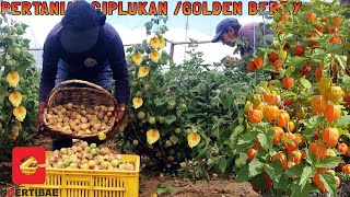 Download lagu Modern Farming of Golden Berry or Cape Gooseberry in Mexico mp3 Download lagu Modern Farming of Golden Berry or Cape Gooseberry in Mexico mp3