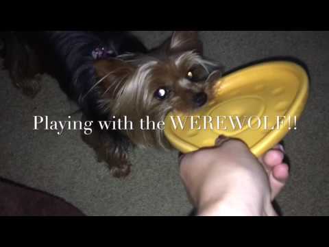 Try Not to LAUGH or GRIN CHALLENGE!!!