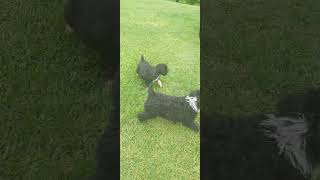 Video preview image #1 Aussiedoodle Puppy For Sale in LEWISBURG, KY, USA