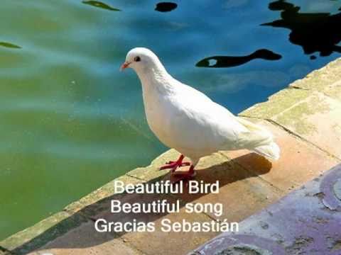 My Choice 727 - André Rieu: La Paloma