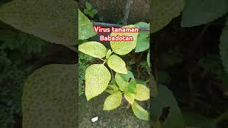 Download lagu virus tanaman babadotan#virus #tanaman #gulma mp3