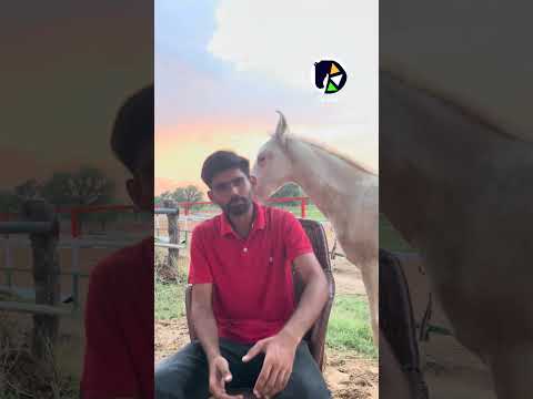 Join us in this journey with our Marwari and kathiawari horses. #ghode #marwarihorse #ishel