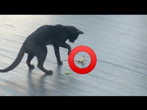 cat catching something 😂 cat playing with it🤣🐈