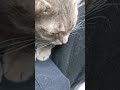 Grey Tabby Cat Loves Being Pampered And Petted By Mom Cat