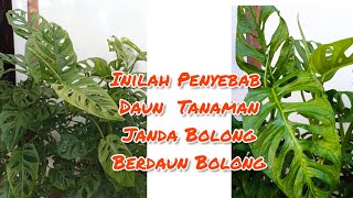 Download lagu Kenapa Tanaman Janda Bolong Daunnya Bolong/Berlubang? #monsteraplant mp3