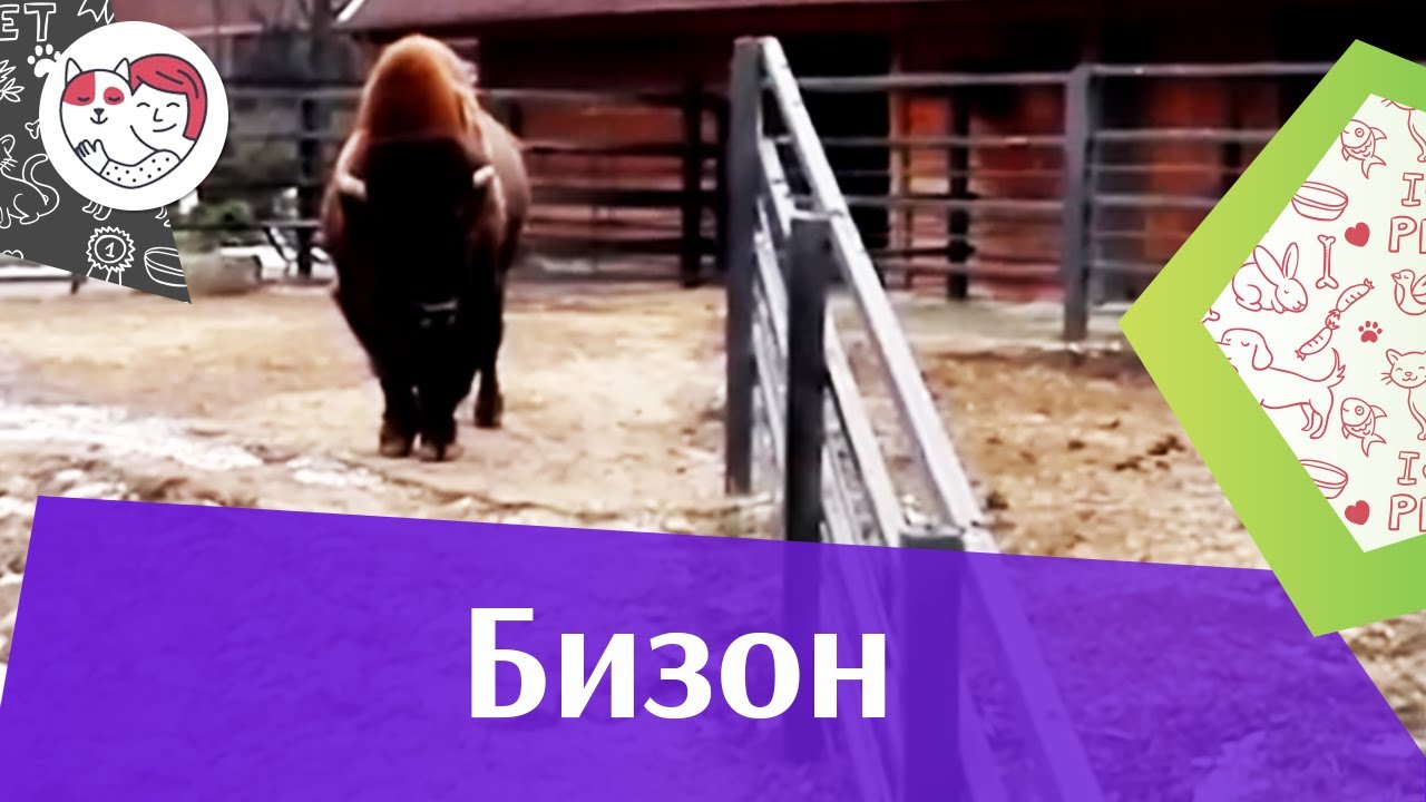 Бизон Описание на ilikepet