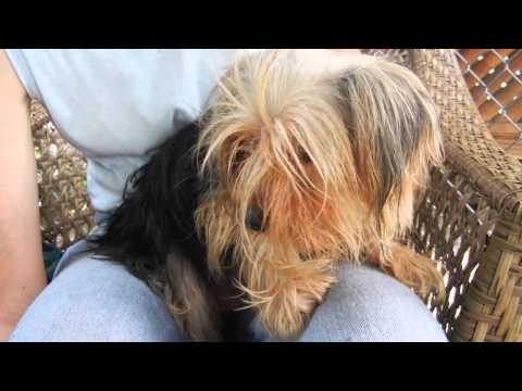 Bitsy, an adopted Yorkshire Terrier in Houston, TX_image-1