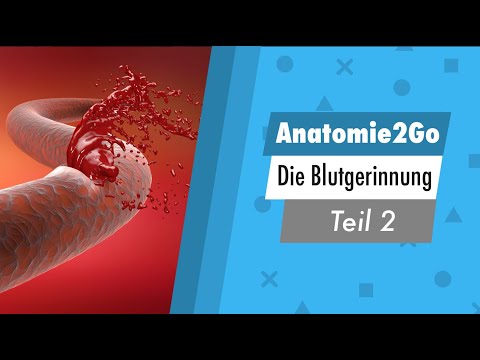 Anatomie2Go | Die Blutgerinnung Teil 2/3 (kurz erklärt)