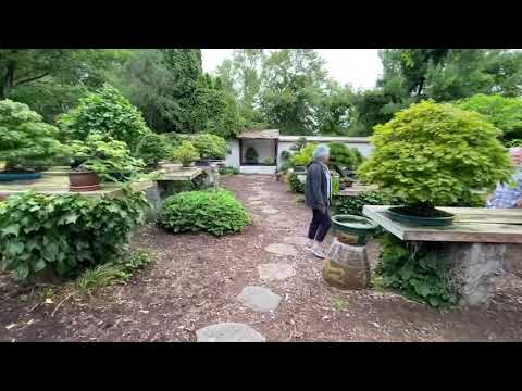 International Bonsai Arboretum