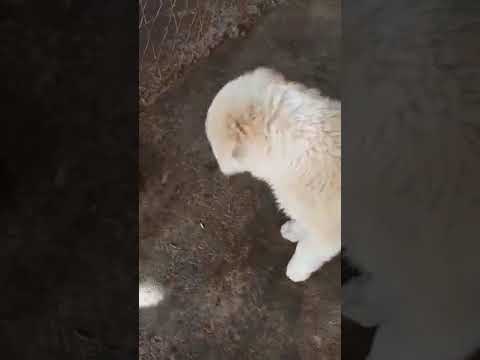 Mama Flora & Welpe Naima (2) - New Home for Strays e. V.