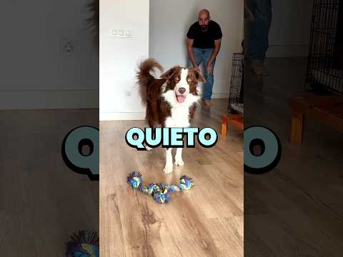 Así puedes enseñarle el QUIETO a tu perro 🐾🐶