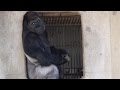 Japan's Latest Heartthrob: Shabani the Gorilla