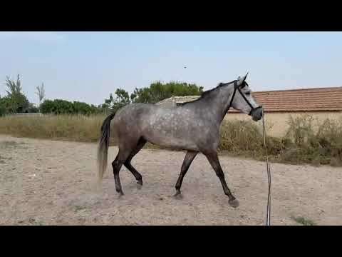 Manzanita  PRE STUTE 1 #jbk #jbkhorses #spanishhorse #pre # #spanischepferde #andalusians #jbkpferde
