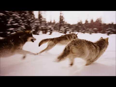 Bad Company - Run with the Pack (Long Version) Different Vocals