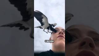 Download lagu Burung murai Australia adalah burung yang sangat berbahaya yang mungkin belum Anda ketahui. #magpies mp3
