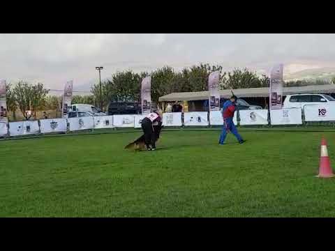 TSB super biting work of Watican von simpor (german shepherd longhair)