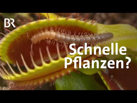 Bionik: Blitzschnelle Bewegungen bei Pflanzen | Gut zu wissen | BR
