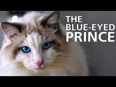 Ragdoll Cat 101 - Learn ALL About Them!