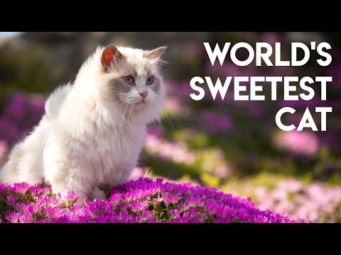 Ragdoll Cats - Learn ALL about them | Cats 101