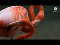 Flamingo American Flamingo Flamingo Video Wings Of Life