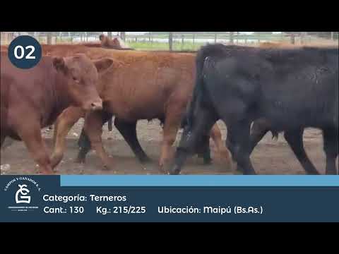 Lote Machos - Maipú Bs As