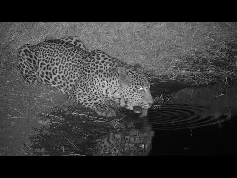 Djuma: Leopard-Tingana male shows up not long after Hosana walks off - 22:48 - 07/19/19