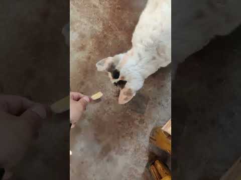 Cat eating pasta at Rishikesh #pizza #pasta #uttrakhand #rishikesh