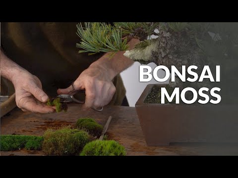 Bonsai Moss (application and acquisition)