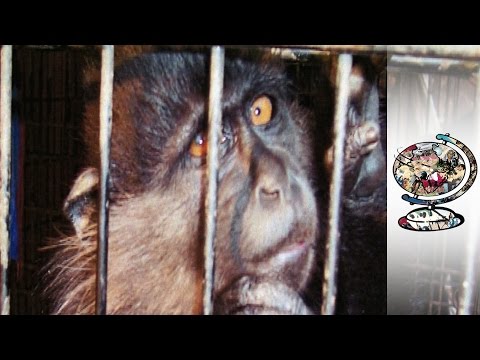 The Monkeys Murdered to Fill America's Zoos Video