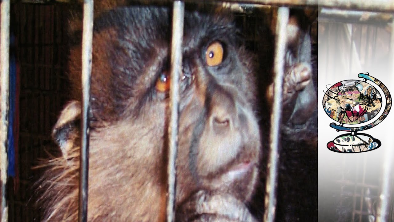 The Monkeys Murdered to Fill America's Zoos