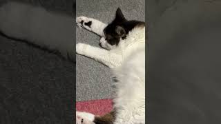 不貞腐れモードの猫【ノル猫ミロシー】 #shorts